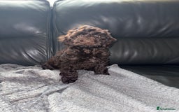 Cockapoo dogs for sale: F1 PRA Clear cockapoo puppys in Sandbach - Image 2