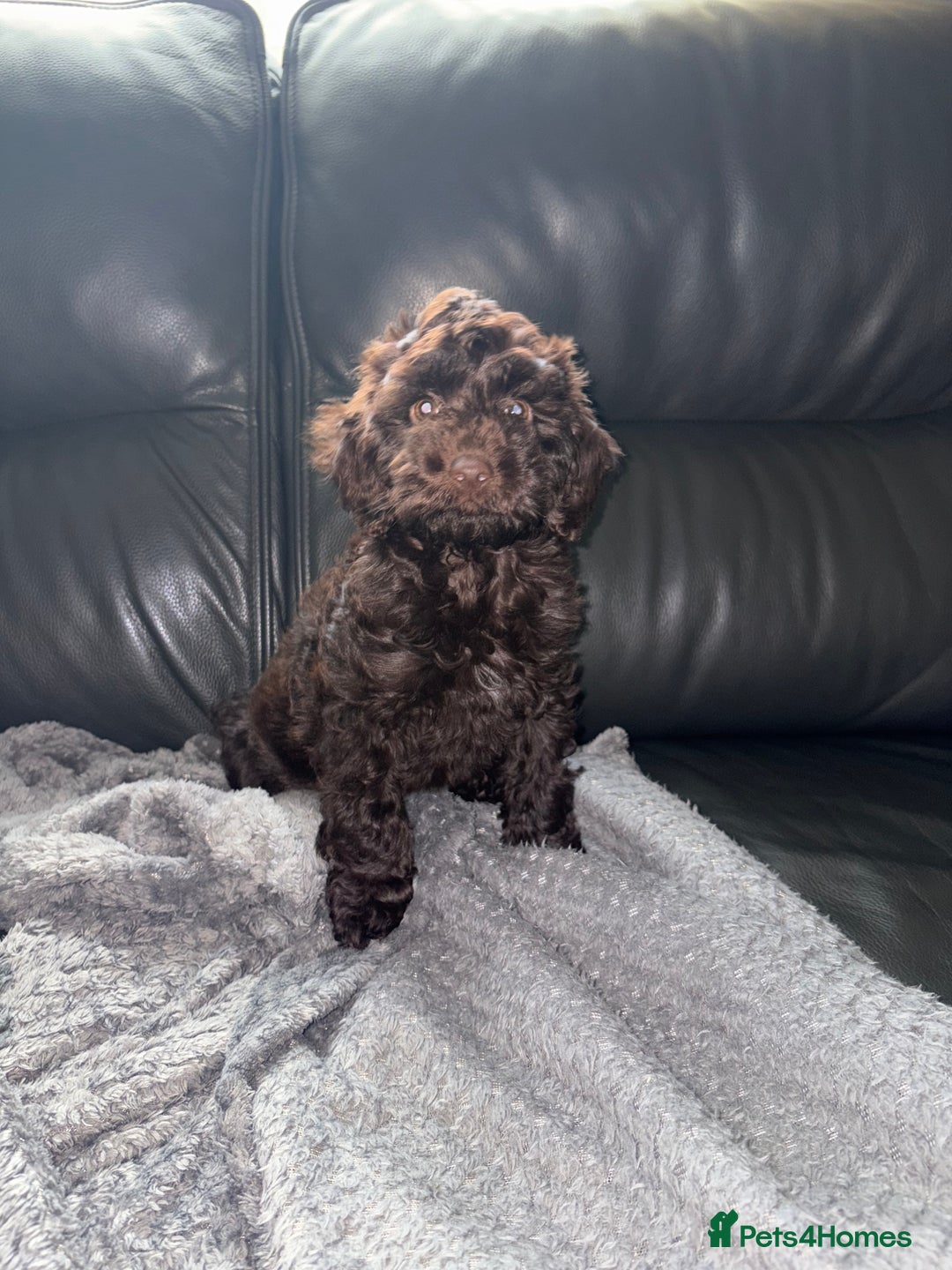 Cockapoo dogs for sale: F1 PRA Clear cockapoo puppys in Sandbach - Image 2