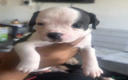 Mixed Breed dogs for sale: Pups for sale - Image 14