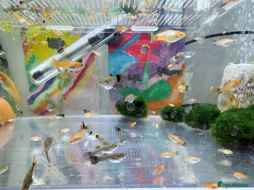 Plecos fish for sale: Beautiful small Platy, Guppy &Pleco – Hobby Tank - Advert 8