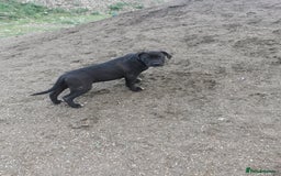 Bandog dogs for sale: Bandog/Bandogee puppies for sale.  - Image 17