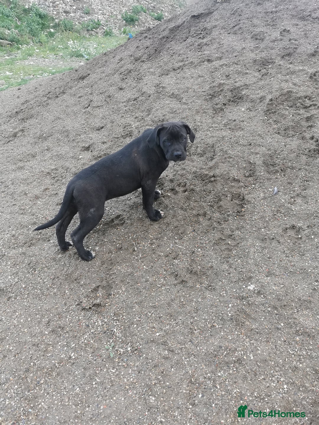 Bandog dogs for sale: Bandog/Bandogee puppies for sale.  - Image 17