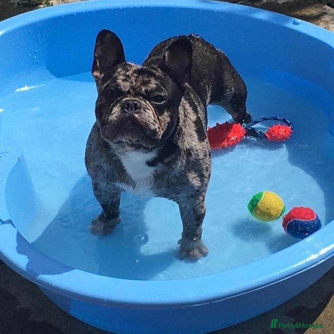 French Bulldog dogs for stud: Proven Stud DON CARLO in Liverpool - Advert 3