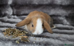 Mini Lop rabbits for sale: 3 Mini Plush x Mini Lop babies  - Image 7