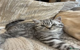 British Shorthair cats for sale: RARE PATTERN BSH PURE KITTEN - Image 4