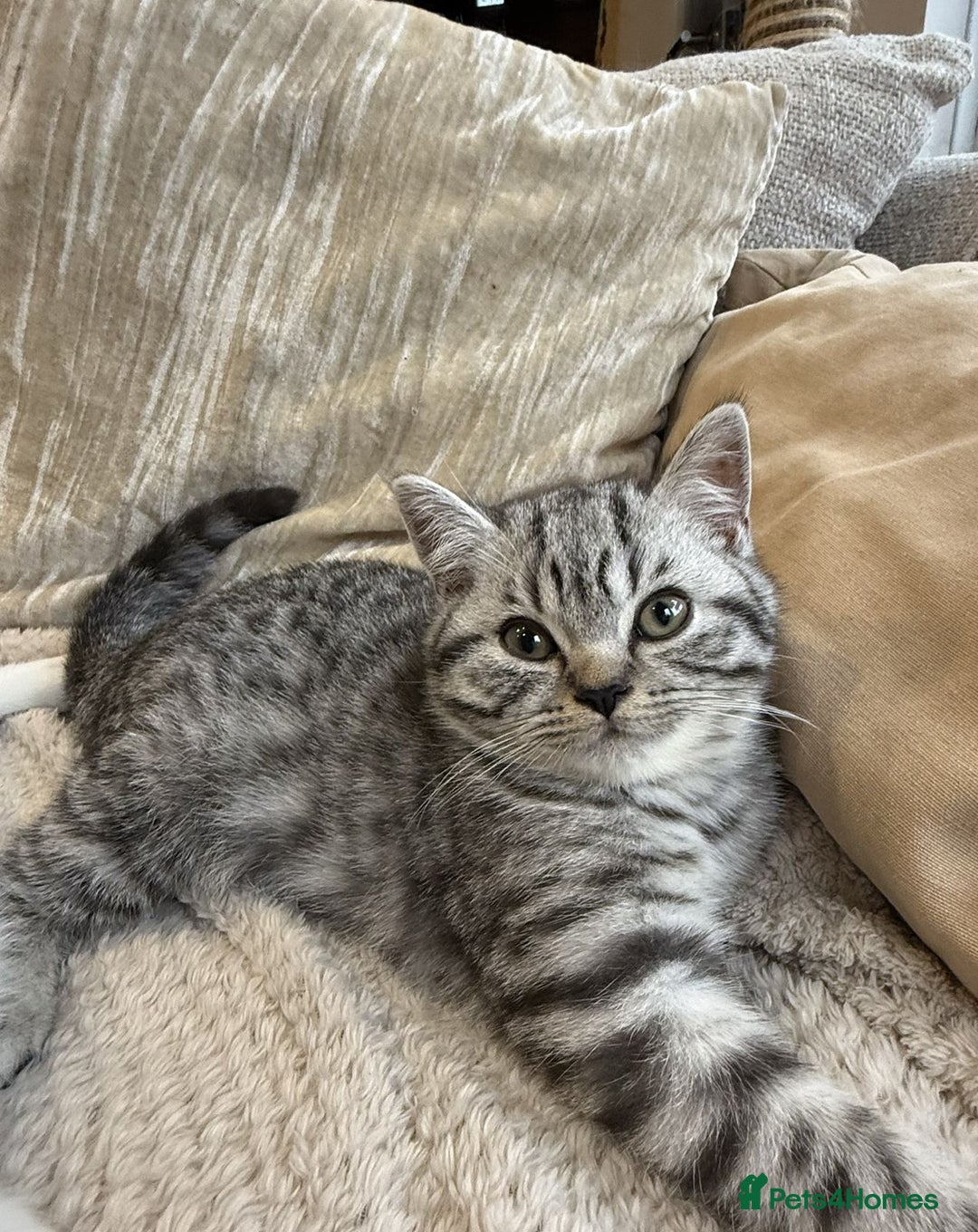 British Shorthair cats for sale: RARE PATTERN BSH PURE KITTEN - Image 4