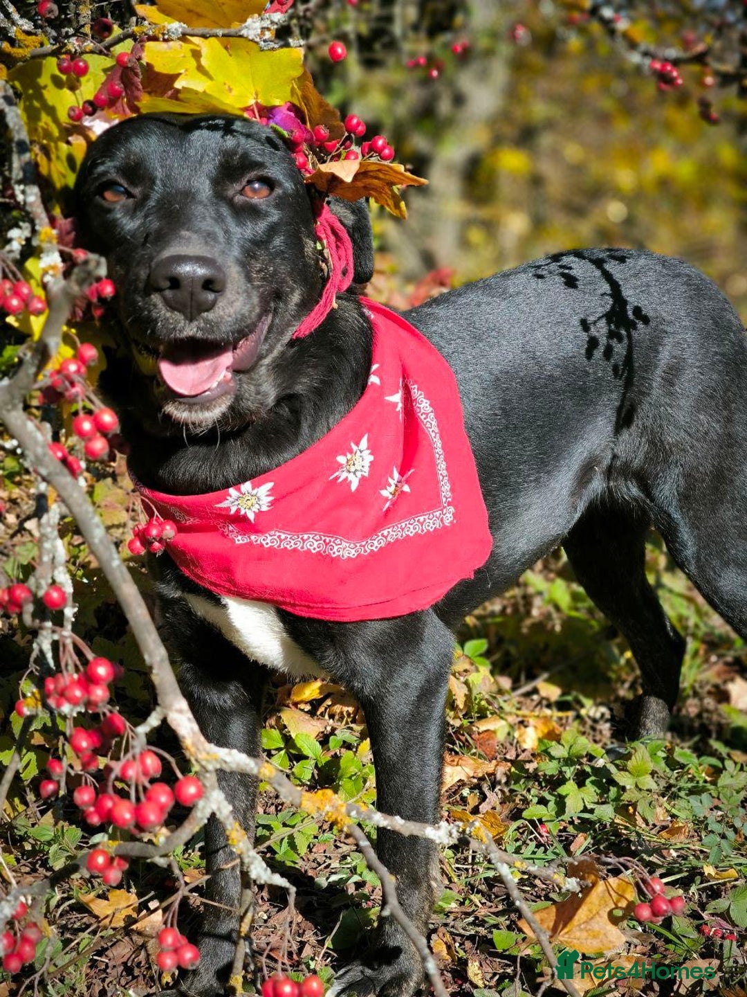 Mixed Breed dogs for adoption: ❤️Blacky❤️1.5 yo upper-medium girl-Labrador cross - Advert 12