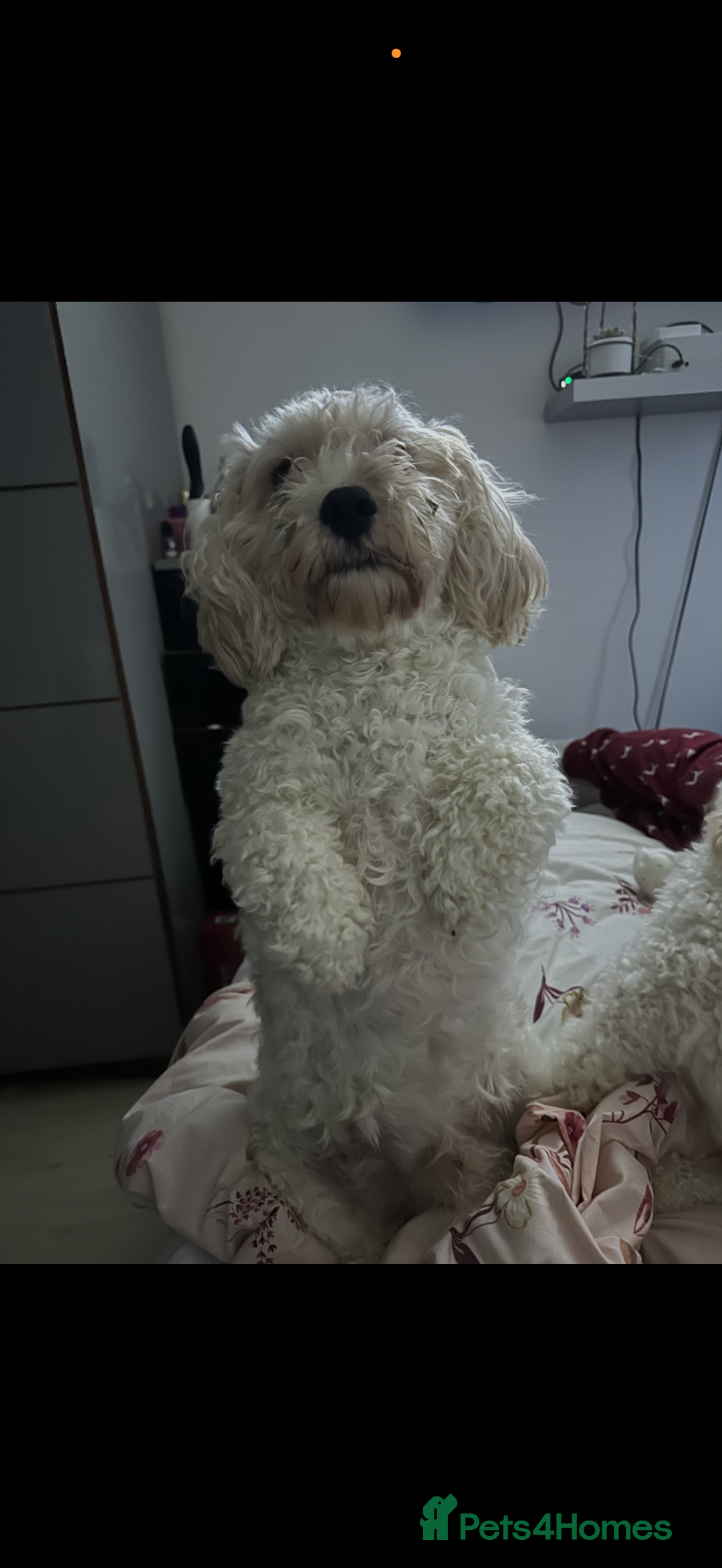 Cavachon dogs for sale: Cavachon boys - Advert 9