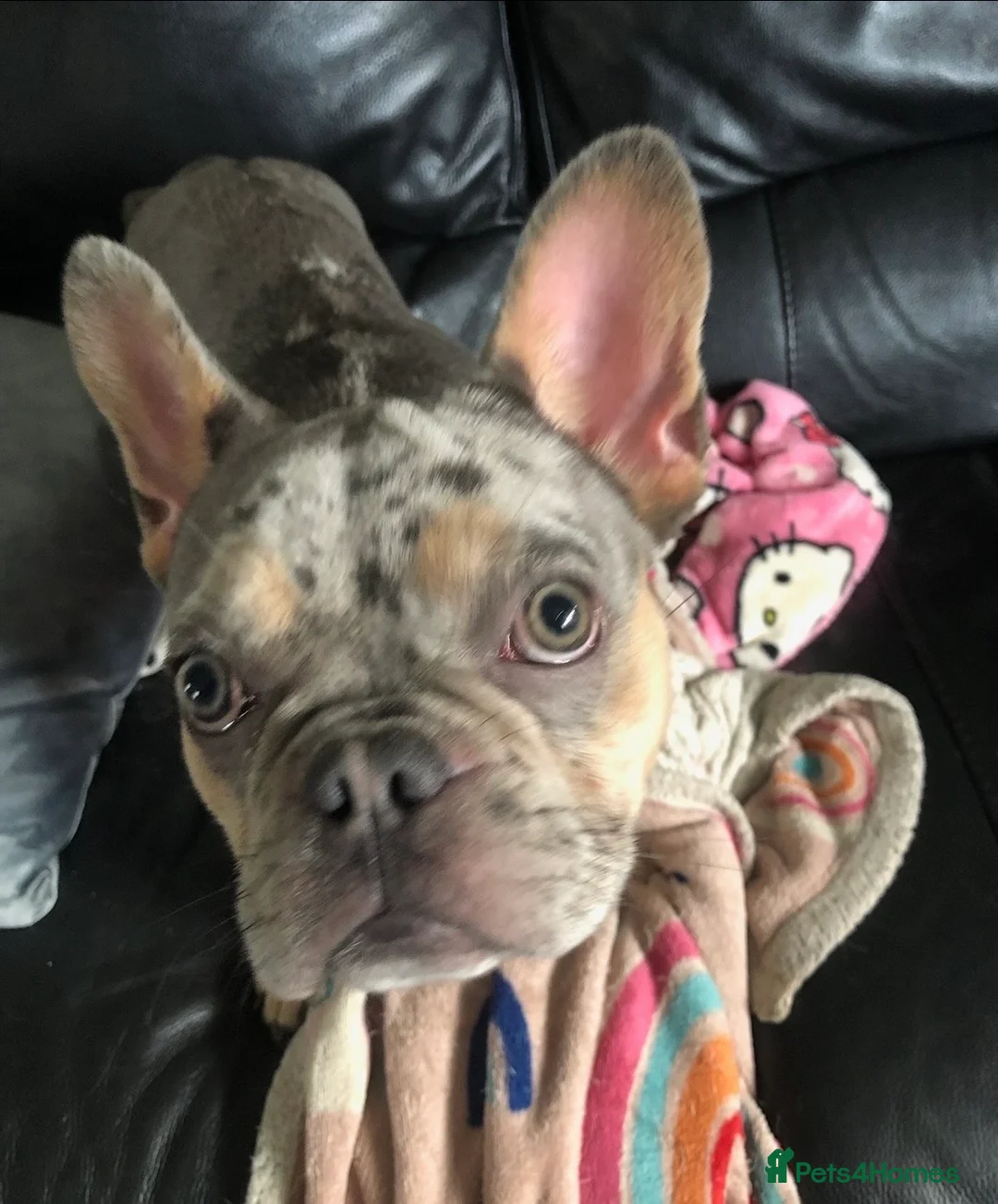 French Bulldog dogs for sale: French Bulldog Blue Merle Female Stunning Girl - Advert 1
