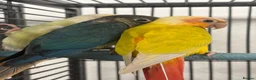 Mixed Breed birds for sale: Various Stunning Birds - Nationwide Delivery  in Newcastle upon Tyne - Advert 7