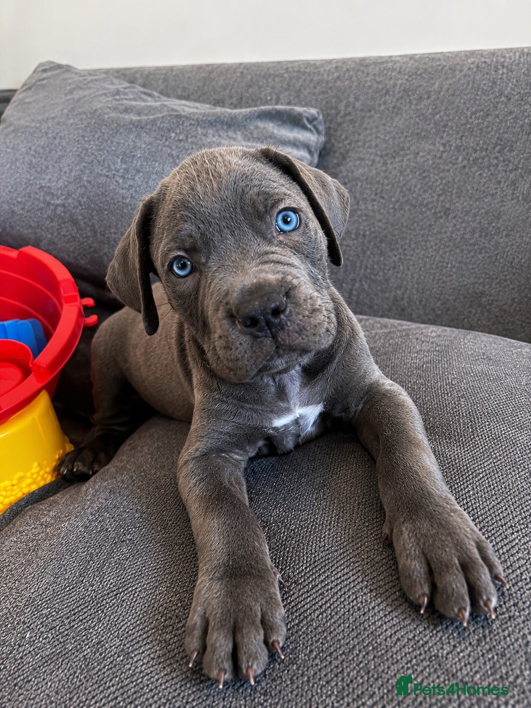 Cane Corso dogs Beautiful blue cane corso - Advert 1