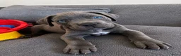 Cane Corso dogs for sale: Beautiful blue cane corso in Cramlington - Advert 1