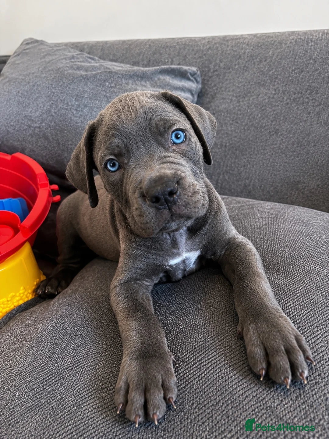 Cane Corso dogs for sale: Beautiful blue cane corso in Cramlington - Advert 1