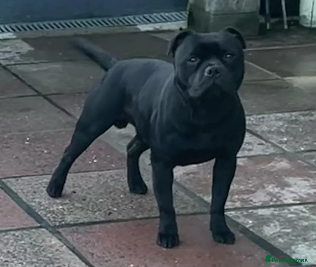 Staffordshire Bull Terrier dogs for stud: Stunning Champion Sired Stud  in Pontypridd - Advert 2