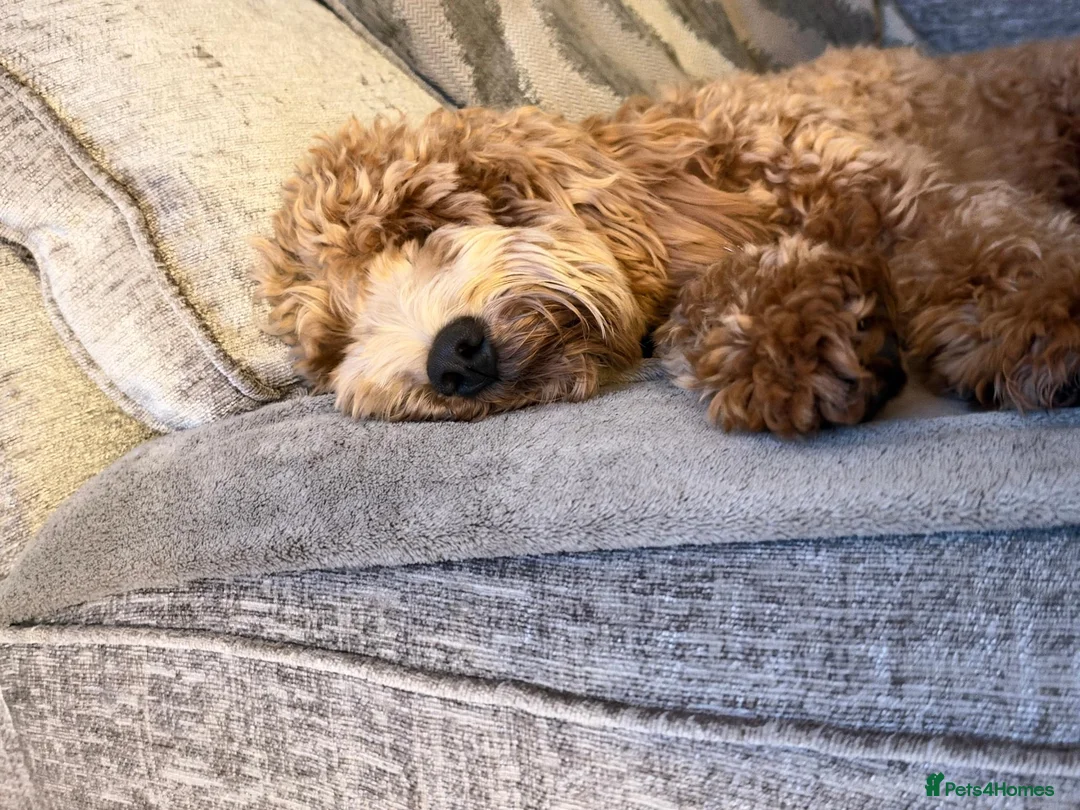 Cockapoo dogs for sale: Cockapoo for sale in Colchester - Advert 2