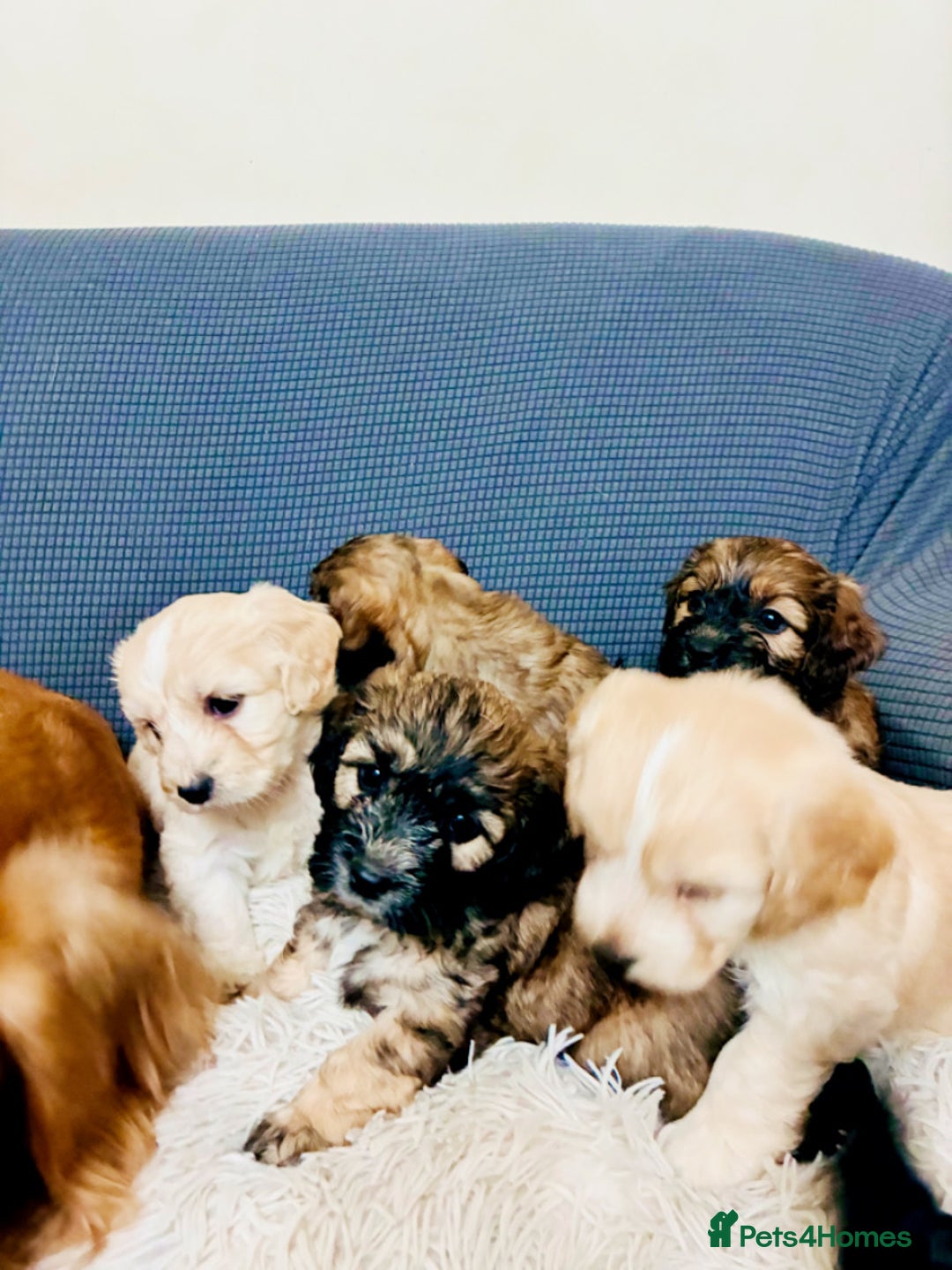 Mixed Breed dogs for sale: 6 Stunning Cock-a-chon puppies  - Advert 4