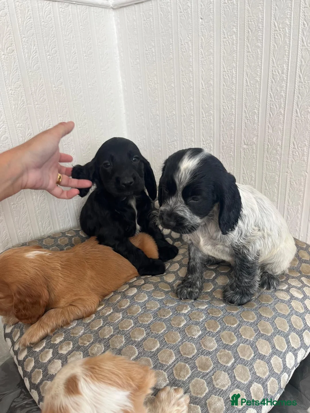 Cocker Spaniel dogs for sale: Adorable show cross cocker spaniel puppies  - Advert 12