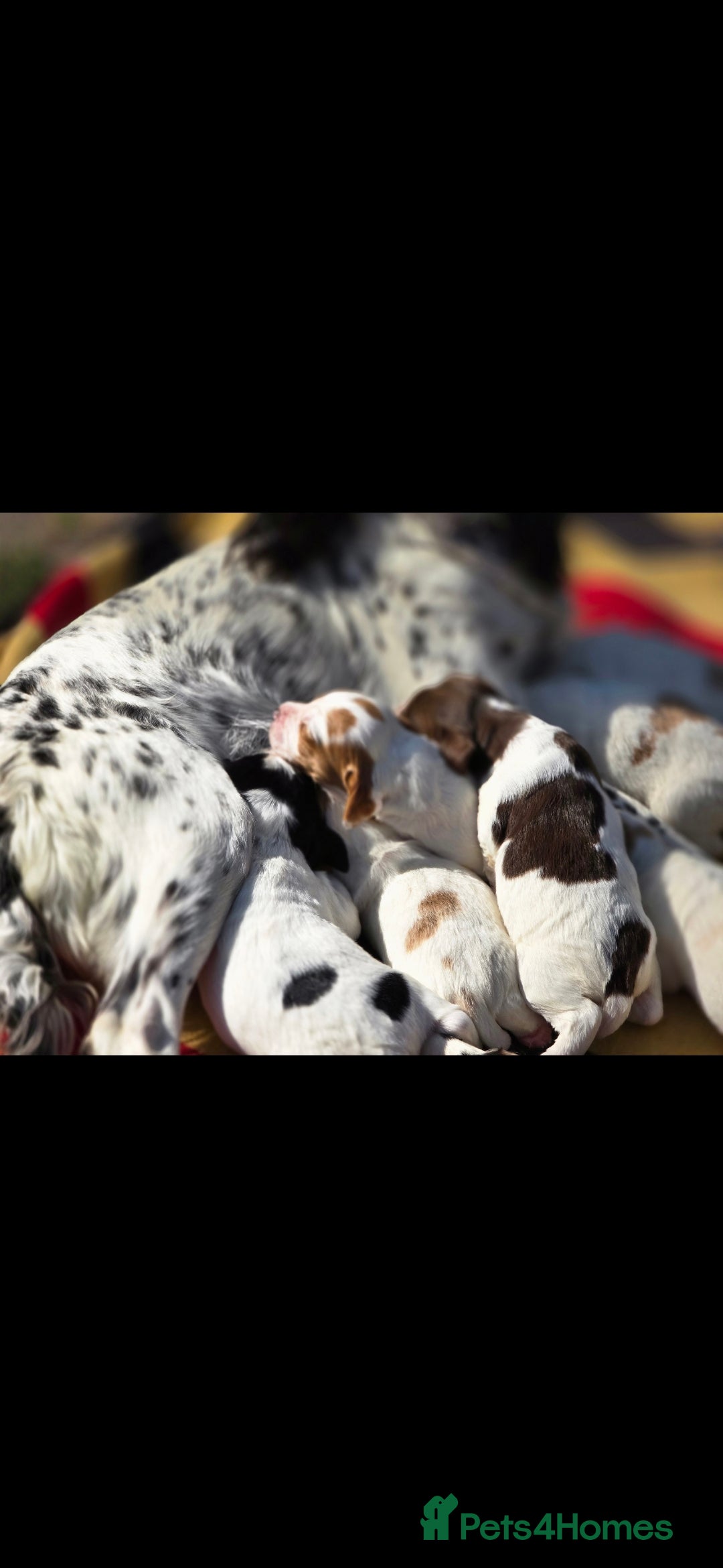 Sprocker dogs for sale: Sprockers - Image 5