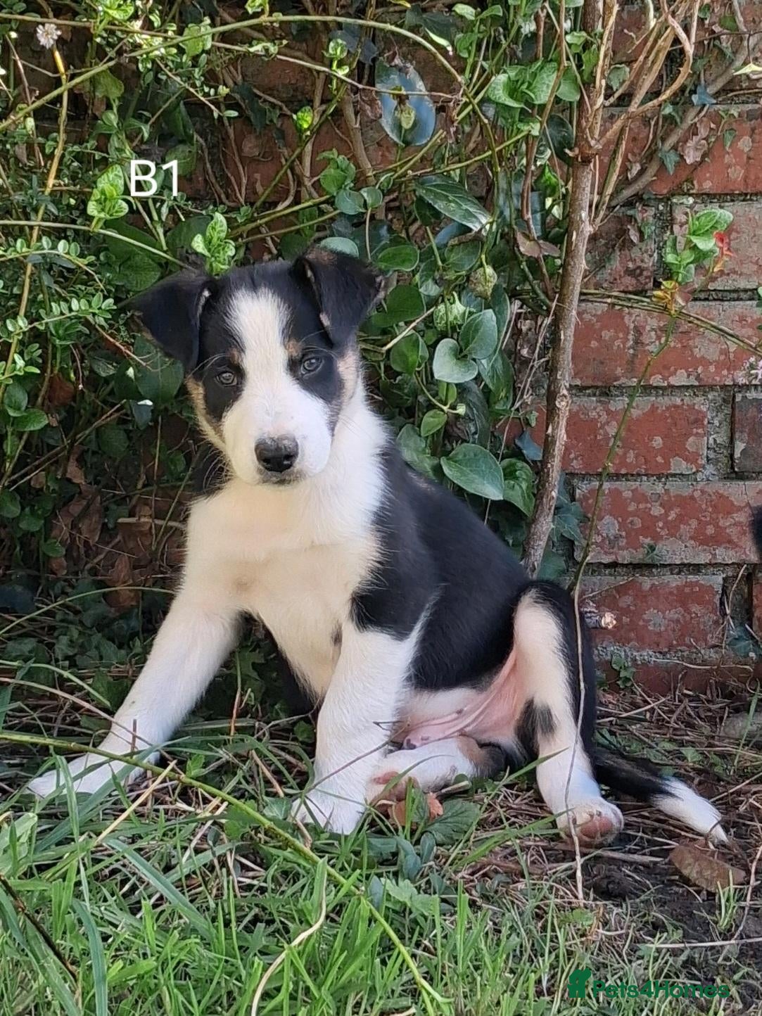 Border Collie dogs Available Now Adorable Puppies - Advert 2