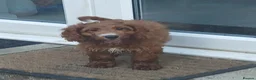 Cockapoo dogs for sale: Red and apricot cockedpoo puppys - Advert 4