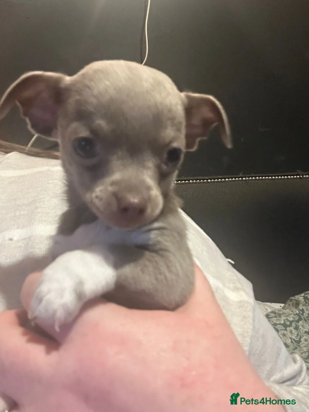 Chihuahua dogs for sale: 2 beautiful baby chihuahuas  - Advert 2
