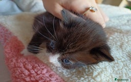Domestic Shorthair cats for sale: Female tux kitten. - Image 1