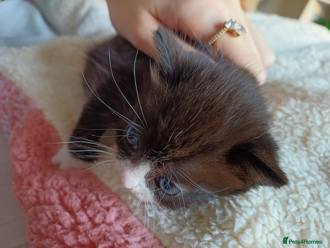 Domestic Shorthair cats for sale: Female tux kitten. - Image 1