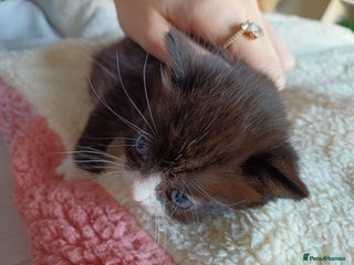 Domestic Shorthair cats - Advert 23