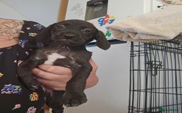 Mixed Breed dogs for sale: Mixed breed puppies  - Image 3