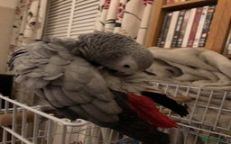 Parrots birds for sale: African grey  - Image 3