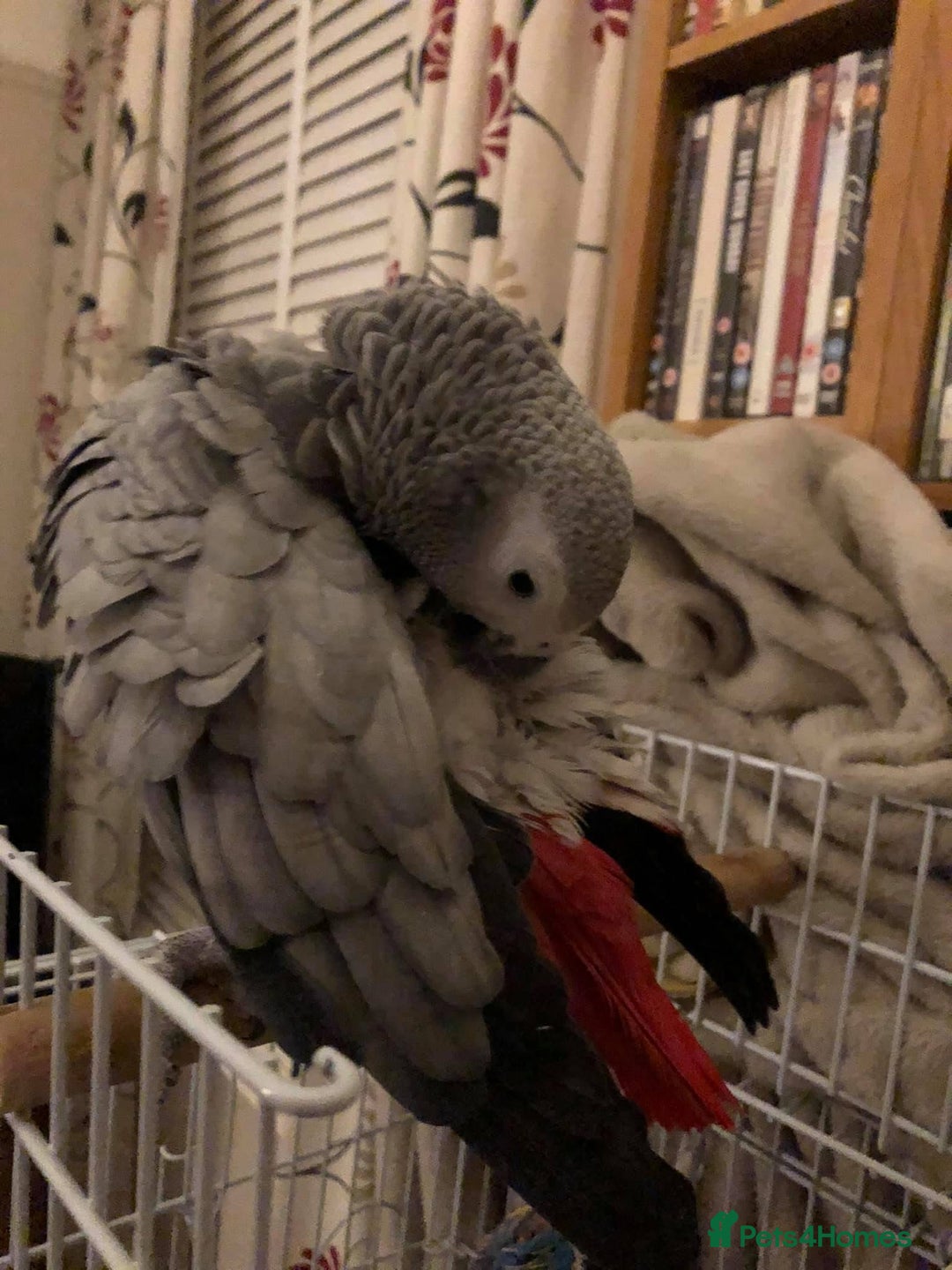 Parrots birds for sale: African grey  - Image 3