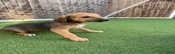 Mixed Breed dogs for sale: Bedlington Whippets - Advert 10