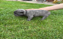 French Bulldog dogs for sale: Gorgeous French Bulldog Puppies. - Image 11
