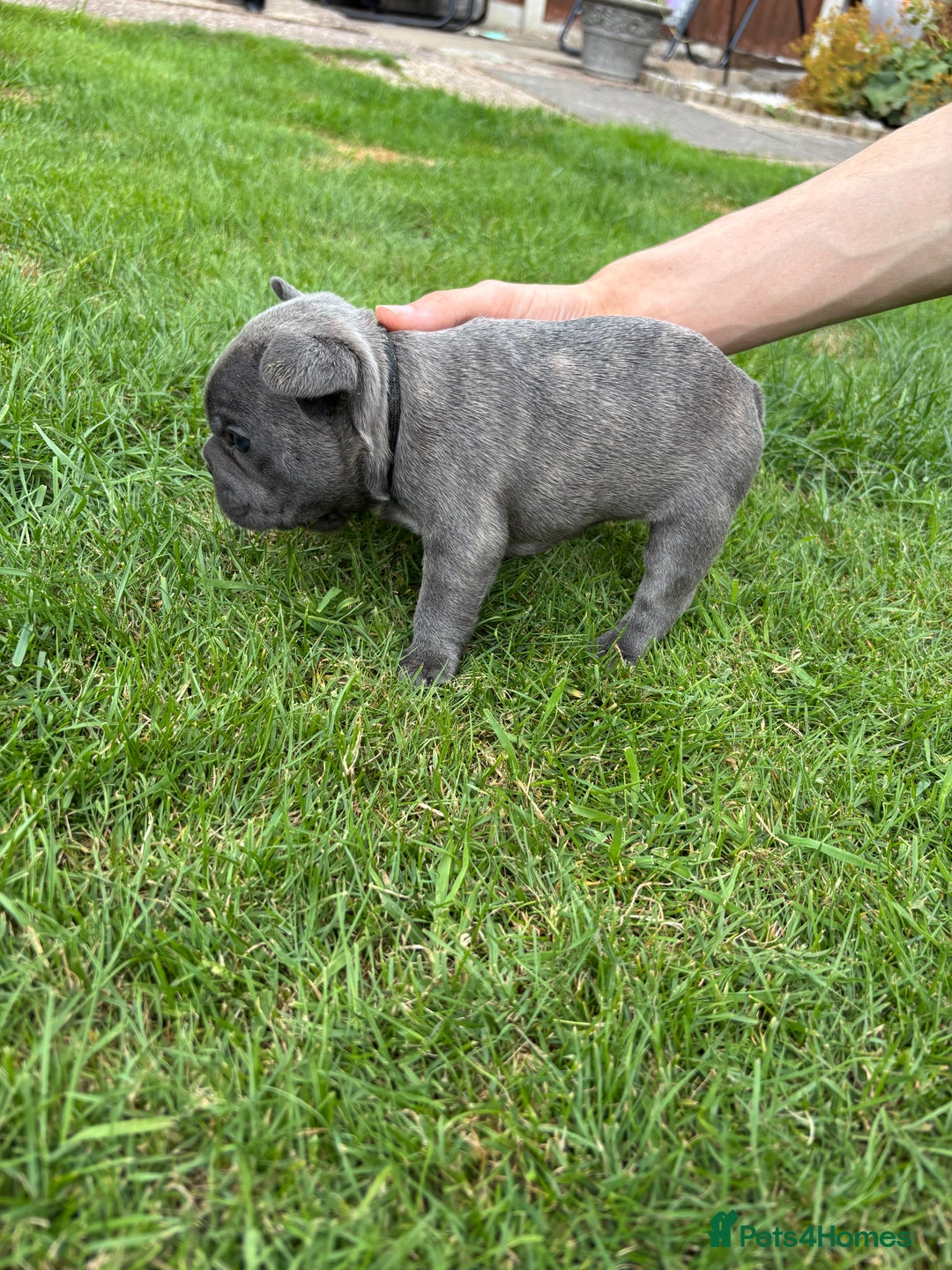 French Bulldog dogs for sale: Gorgeous French Bulldog Puppies. - Image 11