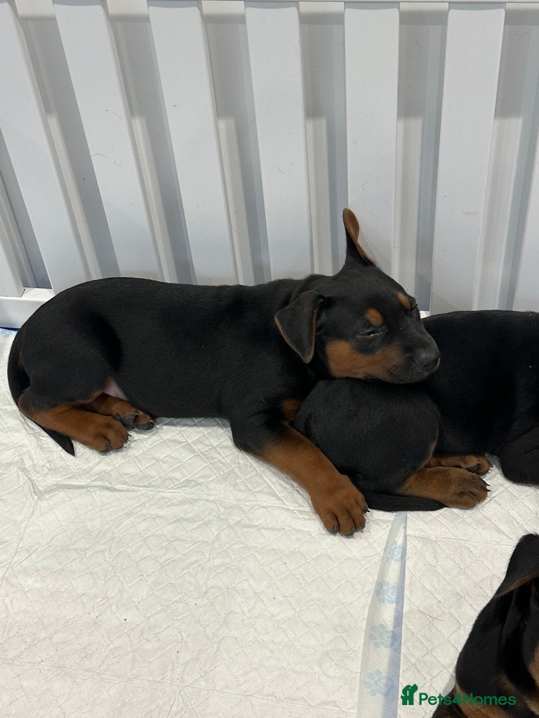 Mixed Breed dogs for sale: Pure breed Chinese red dog puppies/Laizhou Hong - Image 31