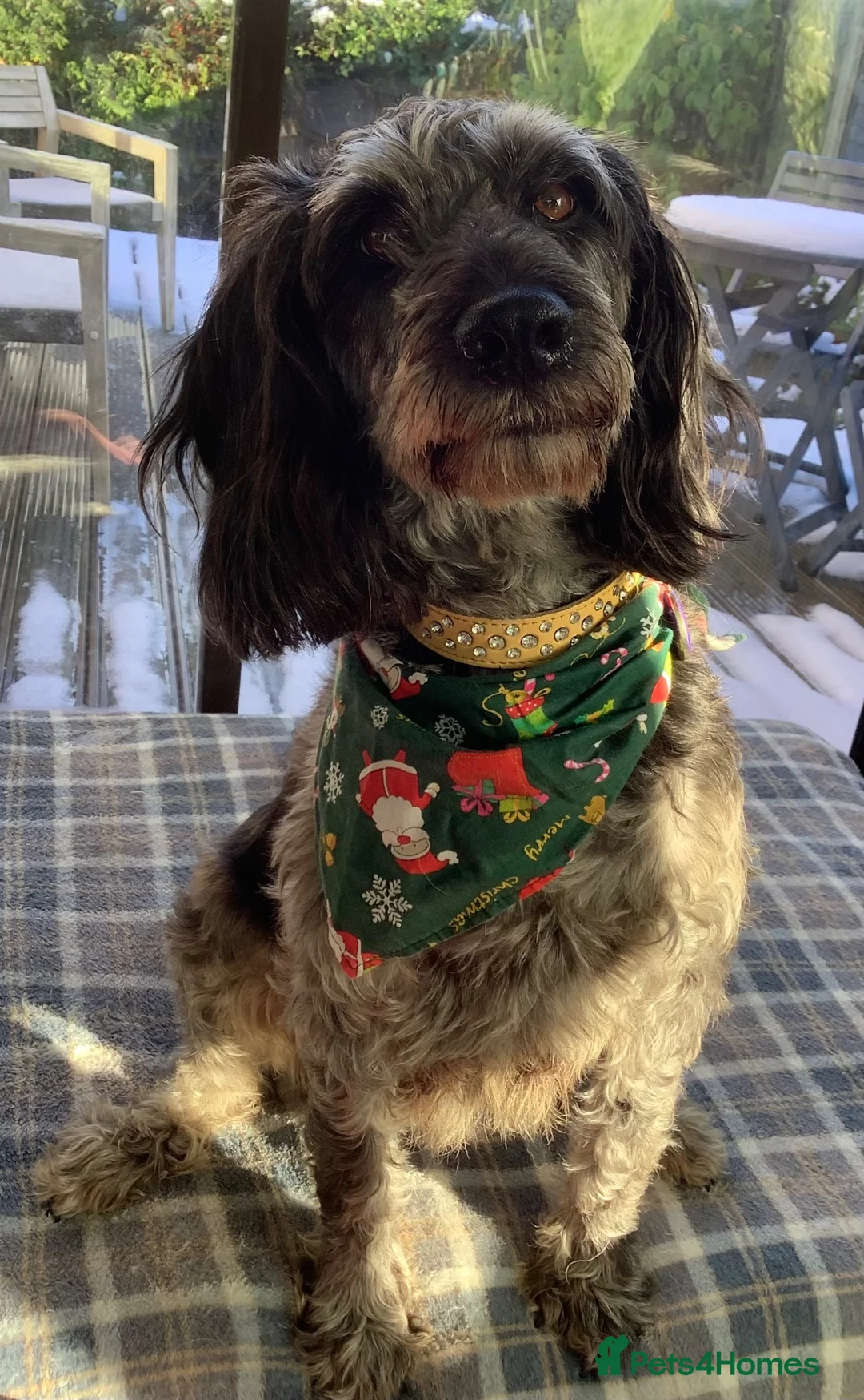 Mixed Breed dogs for sale: 6 Year Old Girl - Advert 4