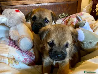 Border Terrier dogs BORDER TERRIER PUPPIES - Advert 1