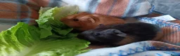 Guinea Pig rodents for sale: Two female guinea pigs  - Advert 2