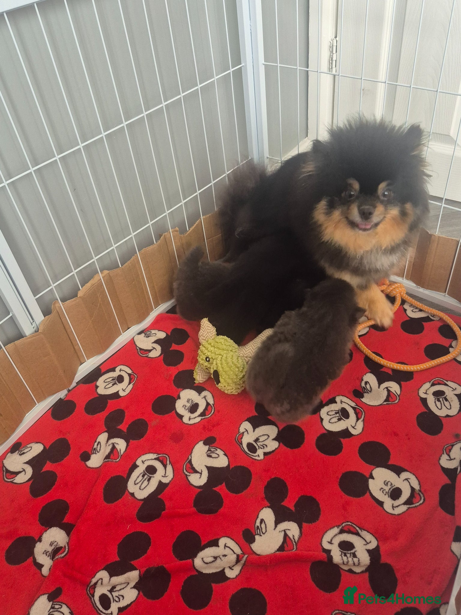 Pomeranian dogs for sale: Mini pomeranian puppies excel Russian bloodlines - Advert 27