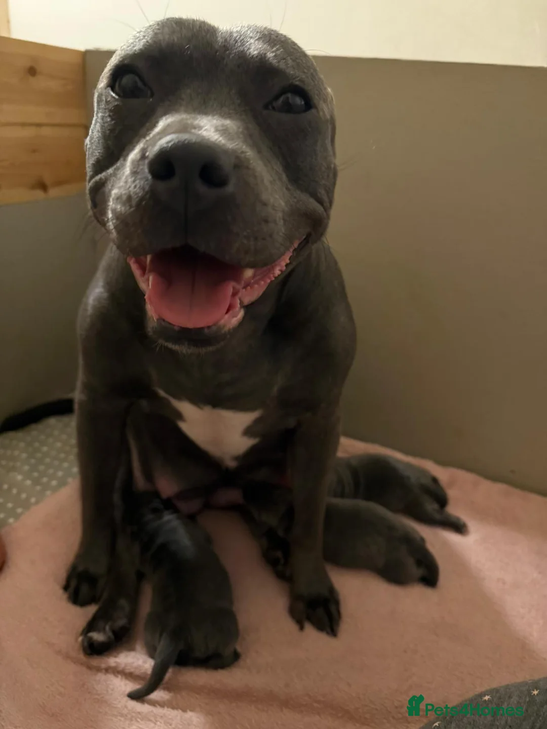 Staffordshire Bull Terrier dogs for sale: SUPERIOR BLUE STAFFORDSHIRE BULL TERRIER PUPS  - Advert 24