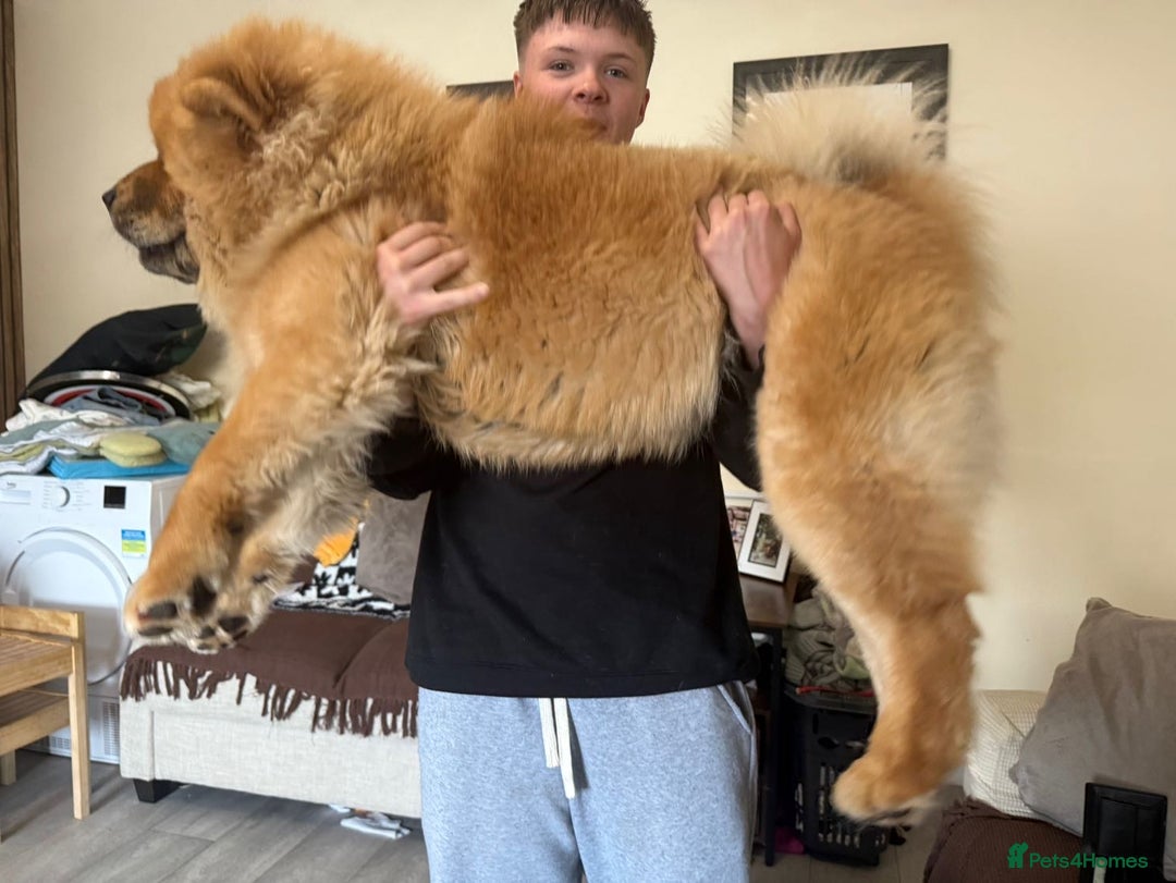 Chow Chow dogs for stud: Studding my boy chow chow  - Image 5