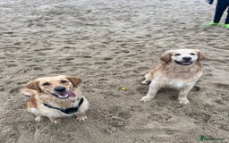 Golden Retriever dogs for sale: Golden retriever puppies - Image 3