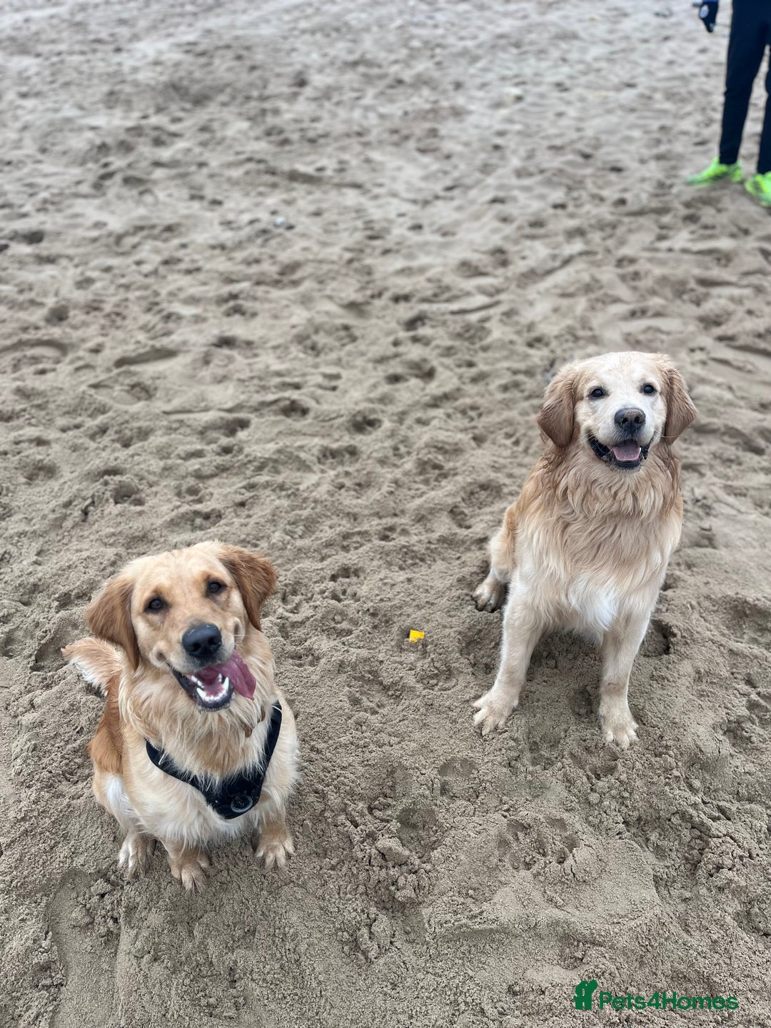Golden Retriever dogs for sale: Golden retriever puppies - Image 3