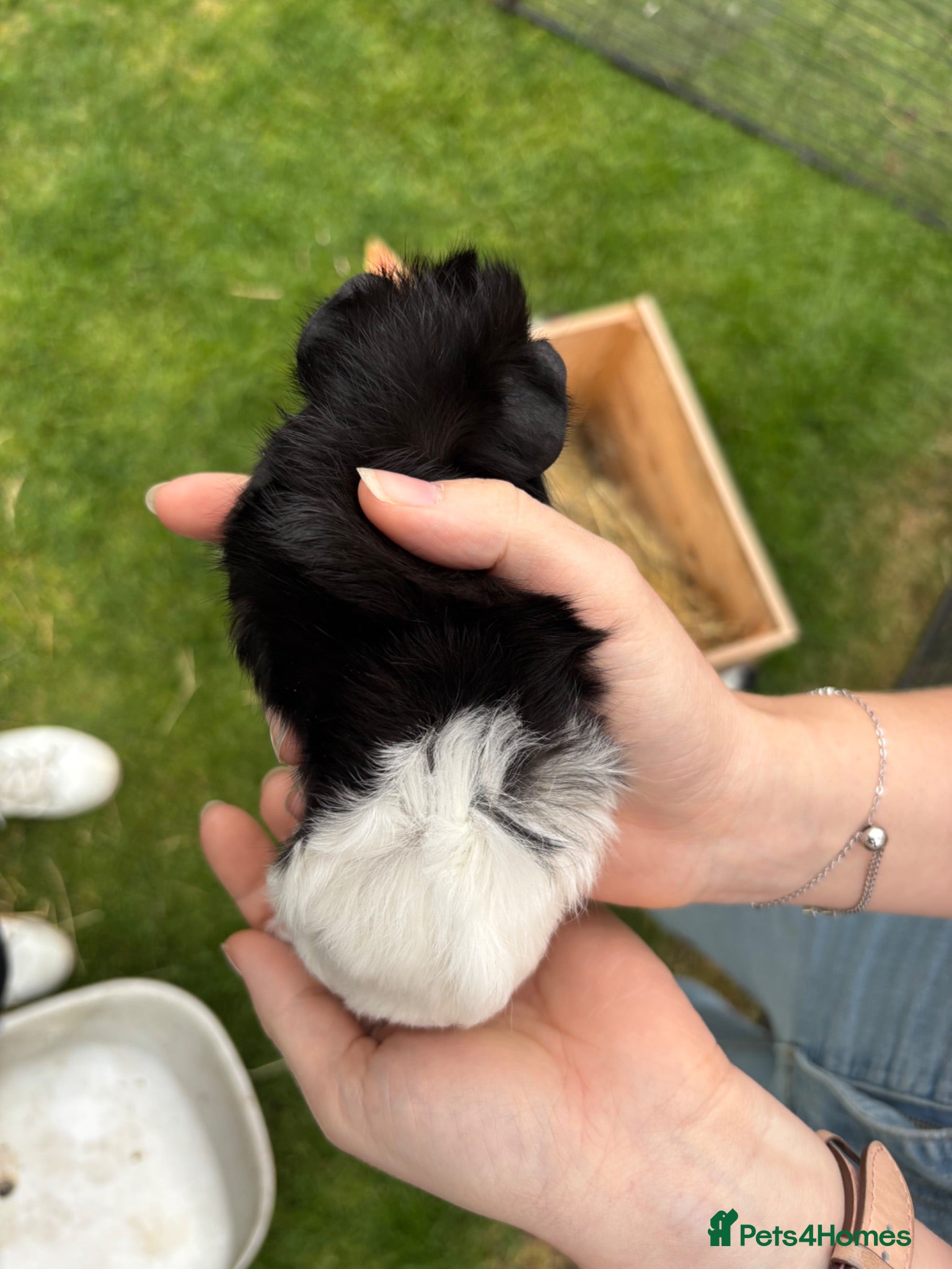 Guinea Pig rodents Male and female baby guinea pigs  - Advert 2
