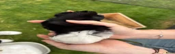 Guinea Pig rodents for sale: Male and female baby guinea pigs  - Advert 2