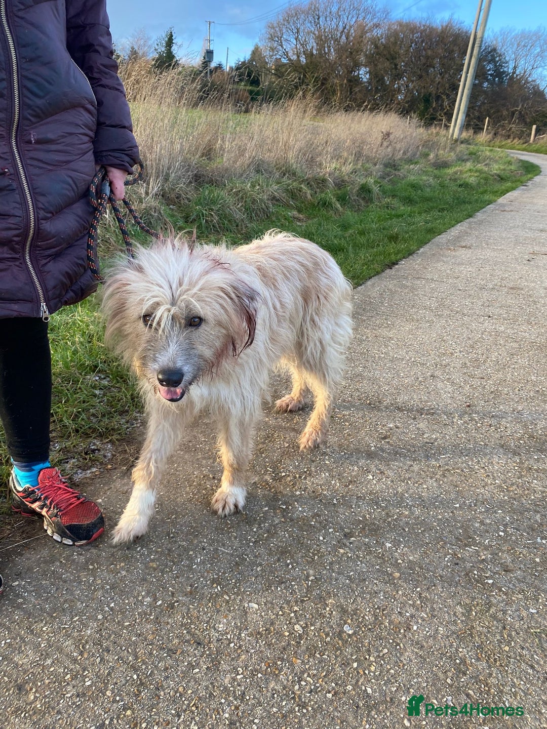 Mixed Breed dogs for adoption: Mary  - Advert 2