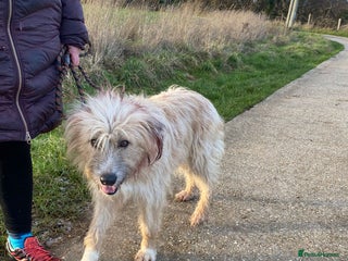 Mixed Breed dogs Mary - Advert 2