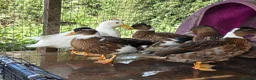 Ducks poultry for sale: Male call ducks  - Advert 5