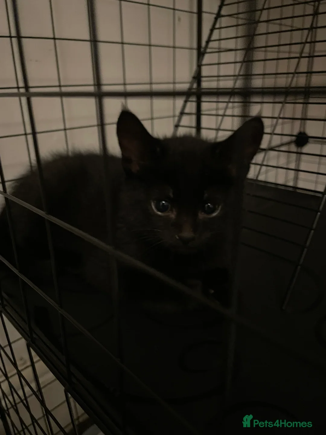 Mixed Breed cats for sale: Colourful kittens looking for home 🩷 - Advert 9