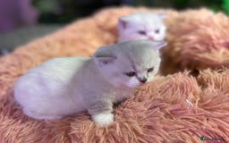 Munchkin cats for sale: Full Pedigree Munchkin kittens - Image 18